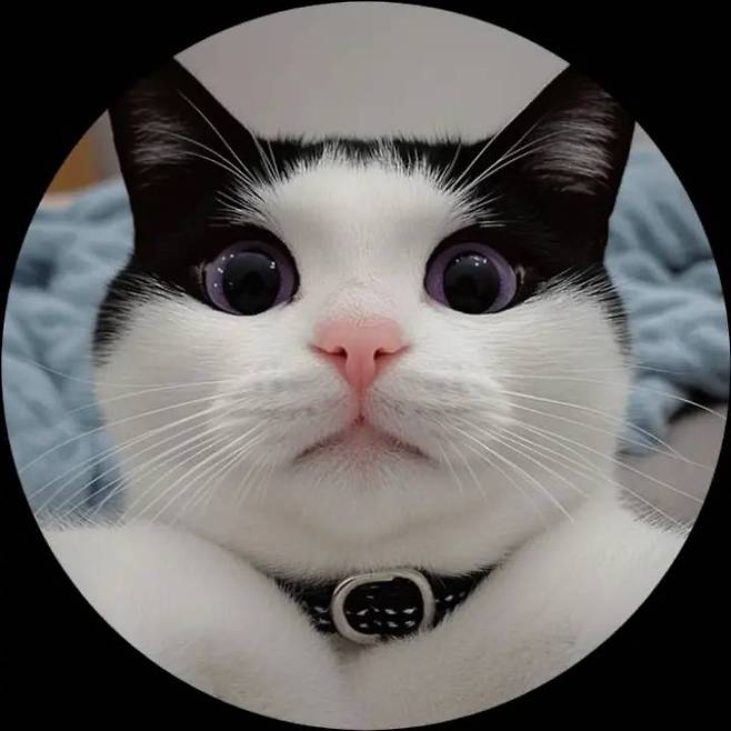 프로필사진으로 쓰기좋은 고양이사진