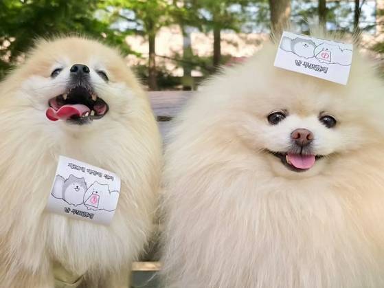 반려견 몽이와 대박이의 그림을 활용해 고은주(33)씨가 직접 제작한 투표 인증 용지. 사진 고은주씨