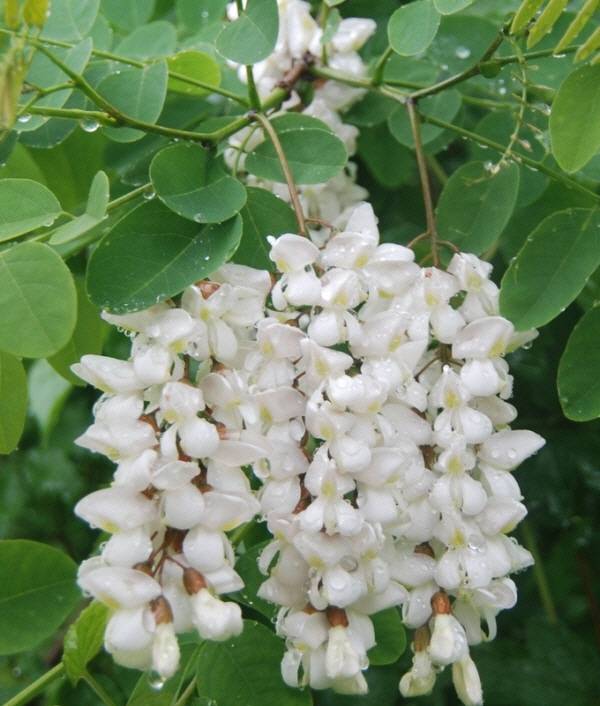 아까시나무 꽃.