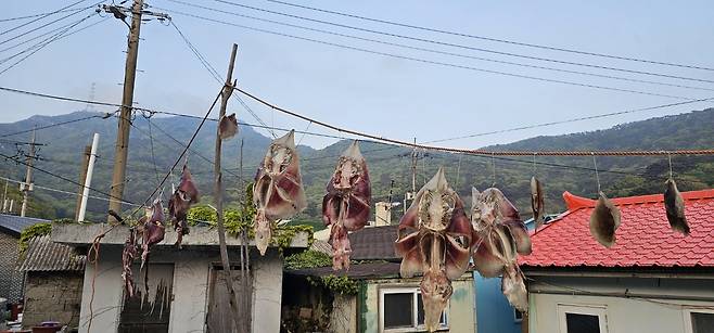 대청도 건홍어 [김형진 대청4리 특성화 사업추진위원장 제공. 재판매 및 DB 금지]