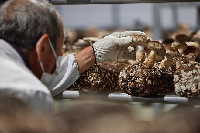 덕적도 북1리 표고버섯 스마트팜 [인천시 옹진군 제공. 재판매 및 DB 금지]