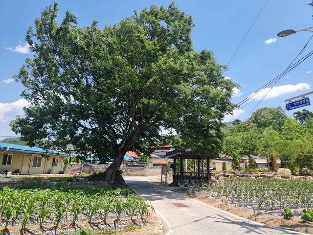 충주 대소강마을 전경. /이선규기자