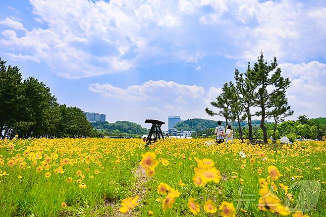 4일 오전 강원 속초해수욕장 인근 산책로에 노란 금계국이 활짝 펴 나들이객들의 눈길을 사로잡고 있다. (속초시 제공, 재퍈매 및 DB 금지) 2025.6.4/뉴스1 ⓒ News1 윤왕근 기자