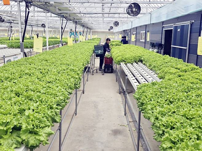 동천안농협 스마트농업센터에서 재배사들이 엽채류 작물을 관리하고 있다. 박하늘 기자