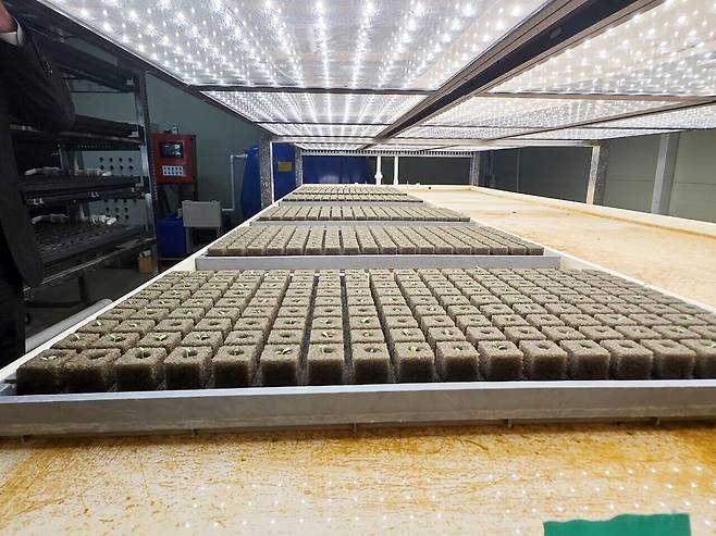 동천안농협 스마트농업센터의 스마트팜 배지용 육묘장. 박하늘 기자