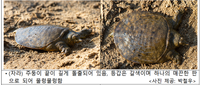 우리나라 토종 민물 거북인 남생이와 자라는 외형상으로도 구분할 수 있다. 환경부 제공