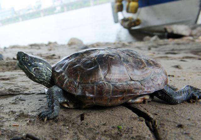 남생이. 한국일보 자료사진