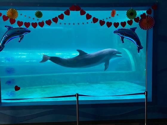 고장수가 여덟 번째 생일을 맞는다. 이젠 아기 돌고래라는 말이 무색할 정도로 덩치가 커졌다. 사진 고래생태체험관