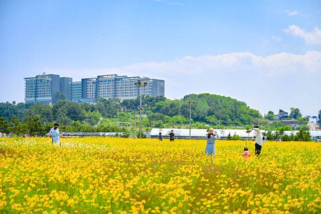 ▲ 지난 3일 속초해수욕장 일원에 금계국이 만개해 볼거리를 제공하고 있다. 속초시 제공