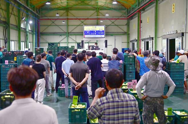 농산물공판장에서 2024년산 사과경매를 진행하고 있다. 청송군 제공