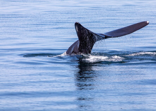 AI를 활용한 고래 언어 번역이 활발하게 이루어지고 있다. [사진 = Reuter]