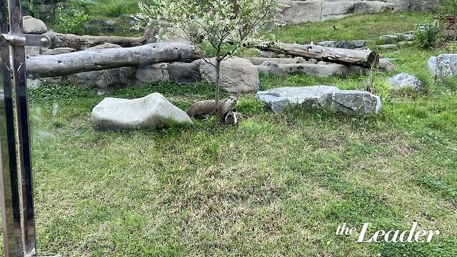 ▲물에서 나와 잔디에서 털을 말리고 있는 수달 두 마리. 수달의 활동 모습을 보려면 시간을 잘 맞춰 방문해야 한다./사진=신재은 기자