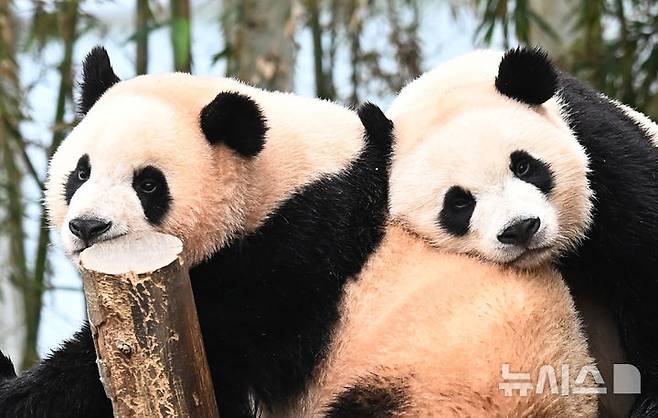 [용인=뉴시스] 김종택 기자 = 생물다양성의 날인 22일 경기 용인시 에버랜드 판다 월드 실내 방사장에서 국내 첫 쌍둥이 판다 루이바오와 후이바오가 나무에 올라 즐거운 시간을 보내고 있다. 생물다양성의 날은 지난 1992년 유엔환경개발정상회의에서 '생물다양성협약'이 발표된 것을 기념하고 생물종의 중요성과 생태계의 보전을 목적으로 제정된 국제기념일이다. 2025.05.22. jtk@newsis.com