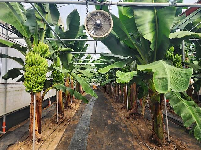 [제주=뉴시스] 제주도 농업기술원은 지난해부터 서귀포시 강정동 시설하우스에서 비교적 키가 낮은 바나나를 시험 재배하고 있다. (사진=제주도 제공) 2025.06.04. photo@newsis.com *재판매 및 DB 금지