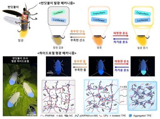 사진은 반딧불이 발광 원리 기반의 하이드로겔 형광과 이의 작동 메커니즘 이미지. (사진=중앙대 제공) *재판매 및 DB 금지