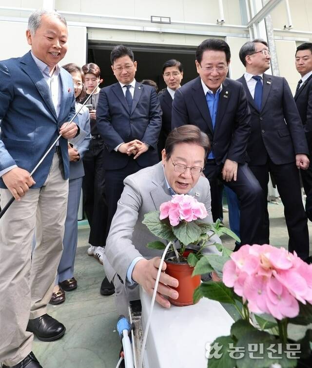4월25일 이재명 더불어민주당 대통령 선거 예비후보가 전남 나주 전남도농업기술원을 방문해 에너지 자립형 스마트팜 연구동에서 생산한 신품종 수국을 살펴보고 있다. 나주=김병진 기자