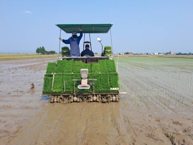 ▲익산시가 쌀 생산비 절감을 위한 벼 소식재배기술 확산을 통해 벼농사의 경쟁력을 높이기 위해 전국 최초로 '드문모 심기'를 도입한 결과 생산비는 10a당 6만3000원 가량 절감되고 노동력도 0.8시간 단축할 수 있는 것으로 분석됐다. ⓒ익산시