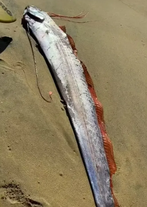 지난 1월 멕시코 바하캘리포니아주(州) 남쪽에서 서핑을 즐기던 사람들이 살아있는 대형 산갈치를 발견했다. SNS 영상 캡처