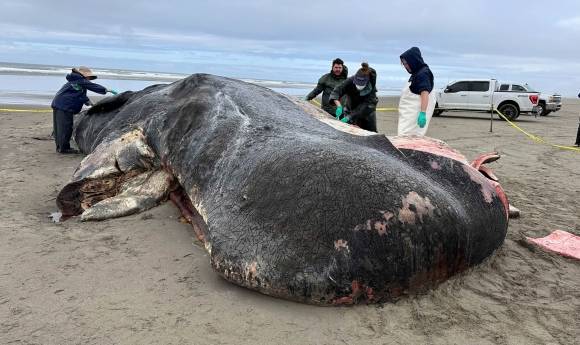 오리건주 해안에서 사체로 발견된 거대 향유고래. Seaside Aquarium