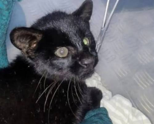 아르헨티나 부에노스아이레스주(州) 페르가미노에서 고속도로 갓길에 있다가 구조된 새끼퓨마. 출처=라오피니온