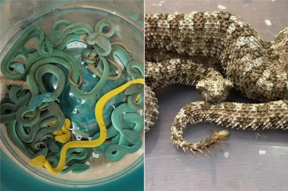 2일(현지시간) 인도 뭄바이 공항에서 발견된 뱀들. 이날 한 인도 승객 수하물에서 살모사 44마리와 거미꼬리뿔살무사 3마리, 아시아 잎거북 5마리가 발견됐다. 출처=더스트레이츠타임스