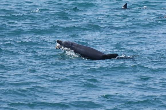 2023년 6월 10일 촬영. 제주대학교 고래·해양생물보전연구센터·다큐제주 제공