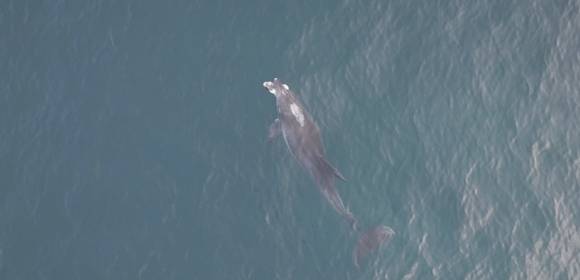 마지막 생존때의 영상 - 죽기 직전인 지난 1일 대정읍 무릉리 앞바다에서 찍은 마지막 생존모습 영상. 제주대학교 고래·해양생물보전연구센터·다큐제주 제공