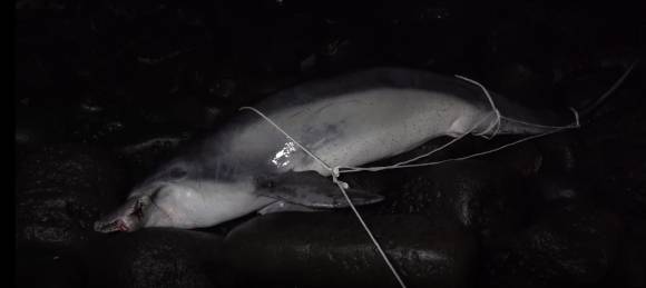 제주도 서귀포시 중문 성천포구 앞바다에 떠밀려온 제주남방큰돌고래 구강암 턱이의 사체. 제주대학교 고래·해양생물보전연구센터·다큐제주 제공