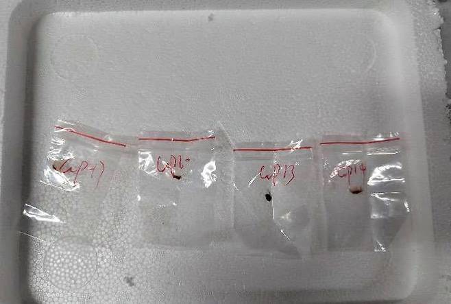 중국인 연구원들이 미국으로 밀반입하려 한 푸자리움 그라미네아룸(Fusarium graminearum) 병원균 샘플. /로이터통신 연합뉴스