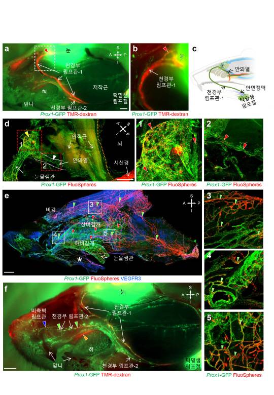 기초과학연구원은 얼굴과 목 피부 밑 뇌척수액 노폐물 배출 경로를 새로 발견하고, 물리적 자극으로 노폐물 배출을 2∼3배 촉진하는 방법을 찾았다. 사진은 안와 주위, 비강, 입천장 림프관을 통한 턱밑샘 림프절로의 뇌척수액 배출 개념도.