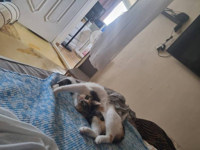 KakaoTalk_20250605_145843515.jpg 오랜만에 나비 신비 생존신고!!