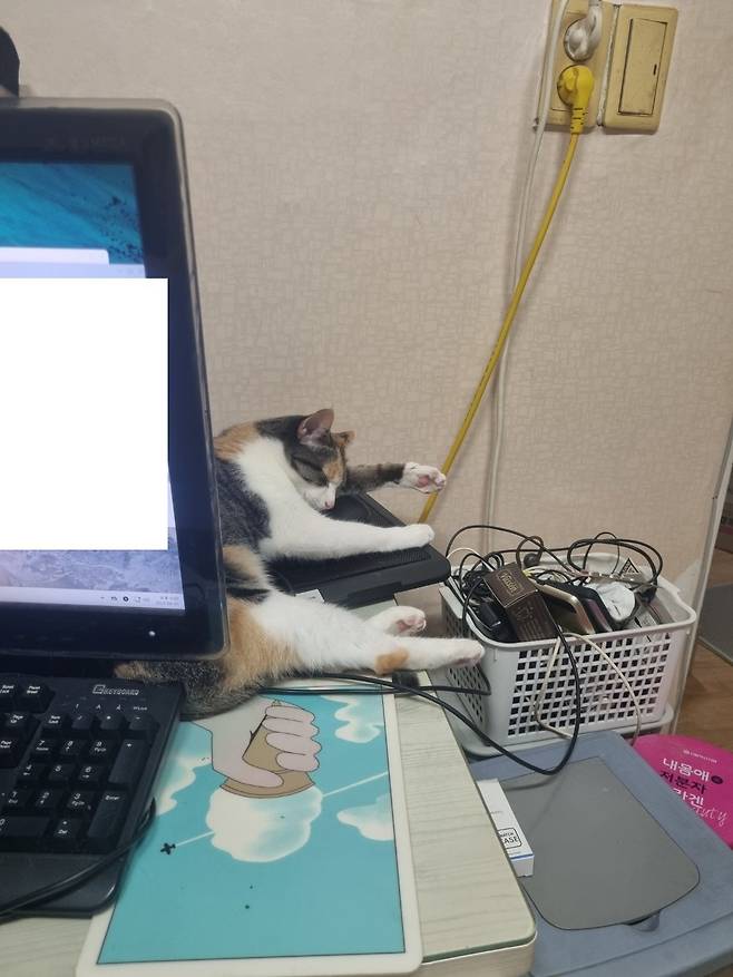 KakaoTalk_20250605_145843515_02.jpg 오랜만에 나비 신비 생존신고!!