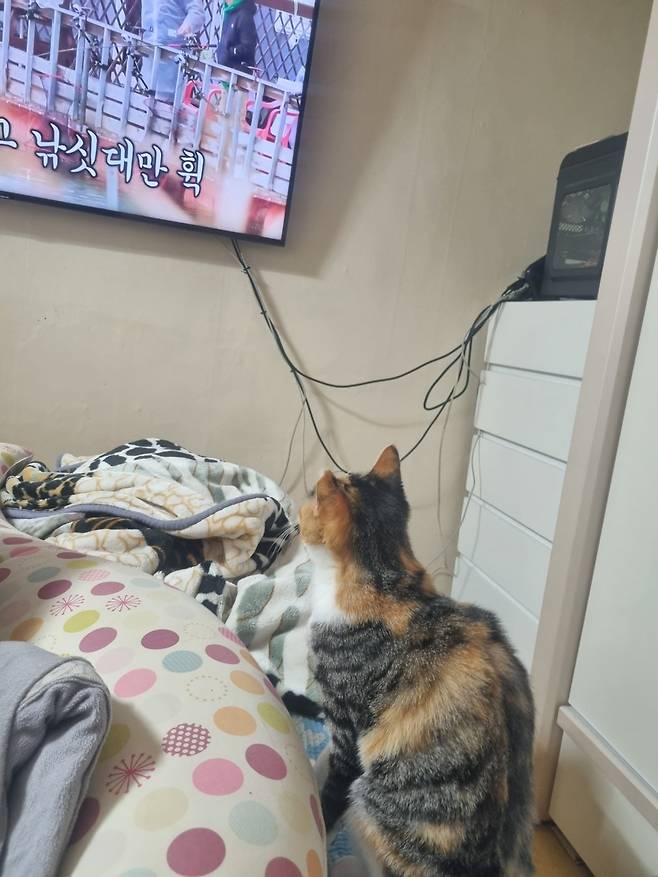 KakaoTalk_20250605_145843515_11.jpg 오랜만에 나비 신비 생존신고!!