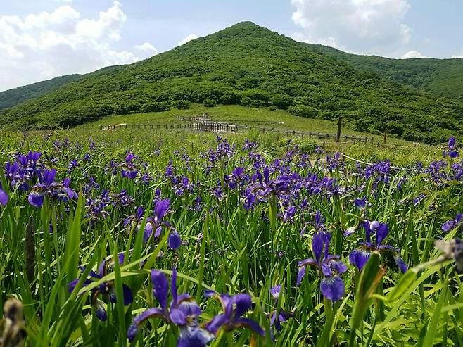 산림유전자원보호구역 곰배령 정상 모습