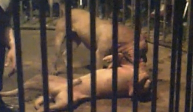 투견 도박장은 당일까지도 장소가 공개되지 않을 만큼 비밀리에 열리는 게 특징이다. 동물자유연대 제공