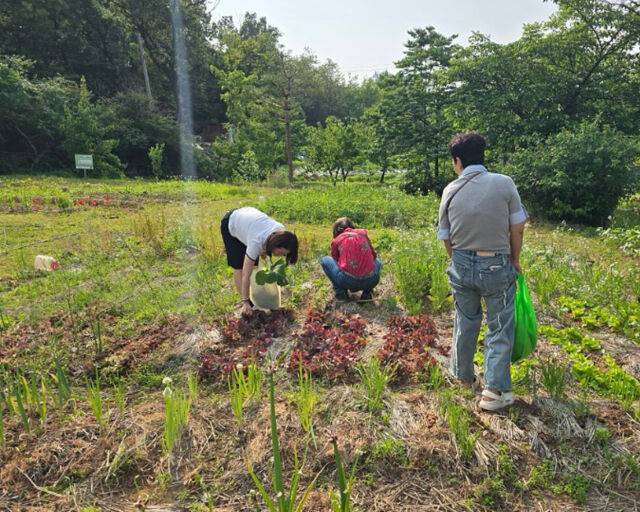 윤유선이 신애라의 시댁 텃밭에서 채소들을 뽑고 있다. / 윤유선 소셜미디어 캡처