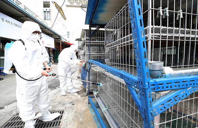 21일 광주 북구청 시장산업과 동물정책팀 직원들이 관내 한 재래시장 닭오리 판매업소에서 조류인플루엔자 예방을 위해 긴급 방역을 실시하고 있다. 앞서 중앙사고수습본부는 광주의 한 전통시장 가금판매소에서 고병원성 AI가 발생 됨에 따라 21일부터 다음달 3일까지 매주 수요일을 전통시장 일제 휴업·소독의 날을 운영한다. [연합]