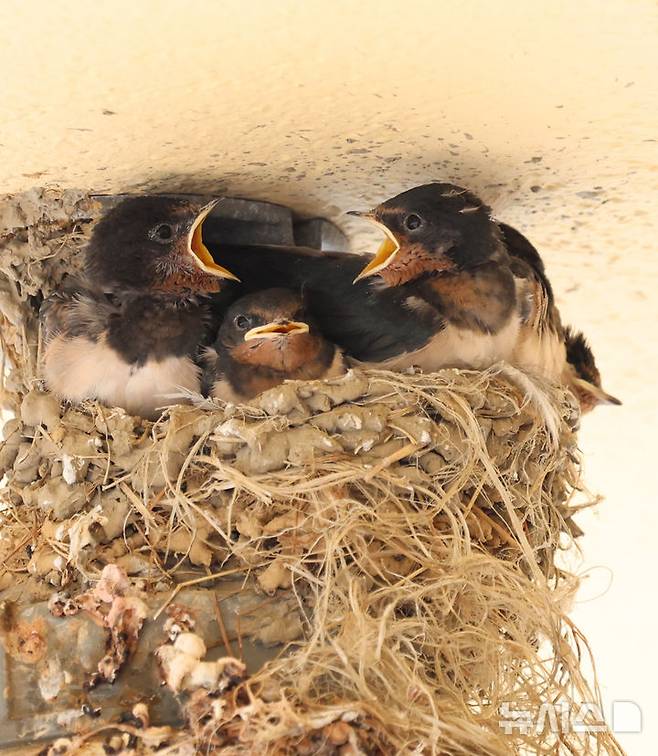 고[인천=뉴시스] 전진환 기자 = 5일 인천 남동구 소래포구어시장의 한 상가 조명 위에 둥지에서 새끼 제비들이 어미새가 물어다줄 먹이를 기다리 있다. 2025.06.05.  amin2@newsis.com