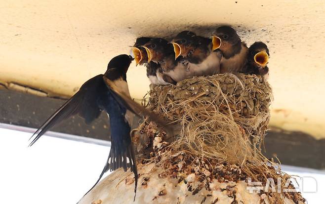 [인천=뉴시스] 전진환 기자 = 5일 인천 남동구 소래포구어시장의 한 상가 조명 위 둥지에서 새끼 제비들이 어미새가 물어다주는 먹이를 받아 먹고 있다. 2025.06.05.  amin2@newsis.com