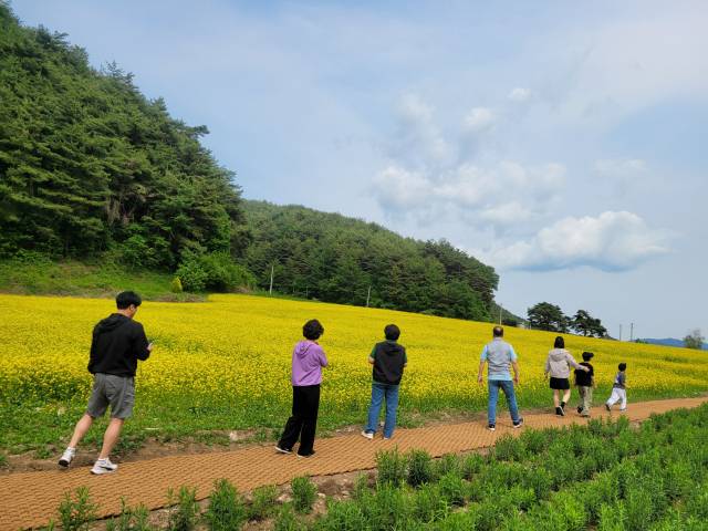 ▲유채꽃밭 옆을 따라 조성된 산책길을 걷는 사람들. 자연 속 꽃길에서 여유로운 시간을 보내는 풍경.ⓒ봉화군(사진제공)