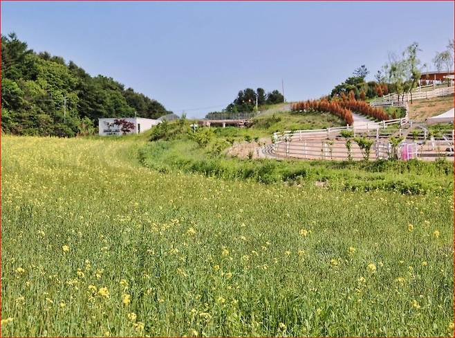 유채꽃밭 속 알파카