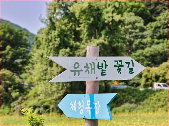 알파카와 함께하는 체험