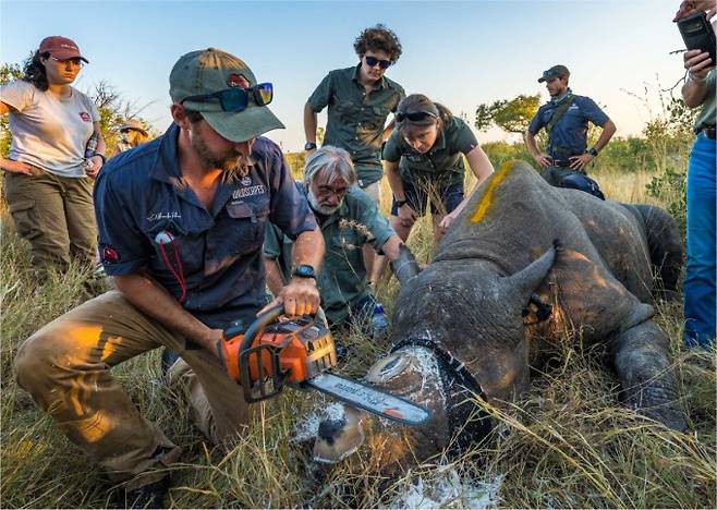연구자들이 흰코뿔소의 뿔을 전기톱으로 제거하고 있다. Greater Kruger Environmental Protection Foundation 제공