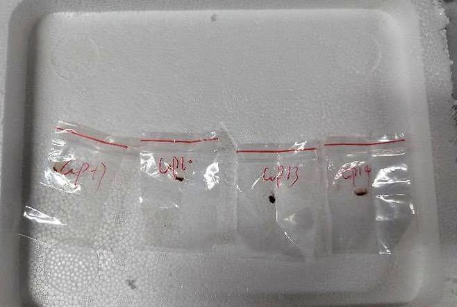 중국인 커플이 미국에 밀반입하려다 적발된 '붉은 곰팡이'. 사진=로이터 연합뉴스/미 디트로이트 검찰