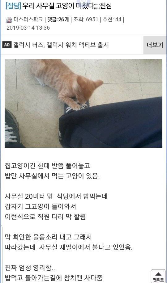 Internet_20250606_102959_1.jpeg 사무실을 구한 고양이 .jpg