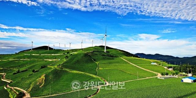 ▲ 해발 1000m 이상의 국내 최 고원지대에 형성된 삼수동 등 태백 북부권이 용연동굴·산림치유·풍력발전 등 고지대의 장점을 활용한 산악관광의 중심지로 도약하고 있다. 매봉산 바람의 언덕과 고랭지 채소단지 모습.