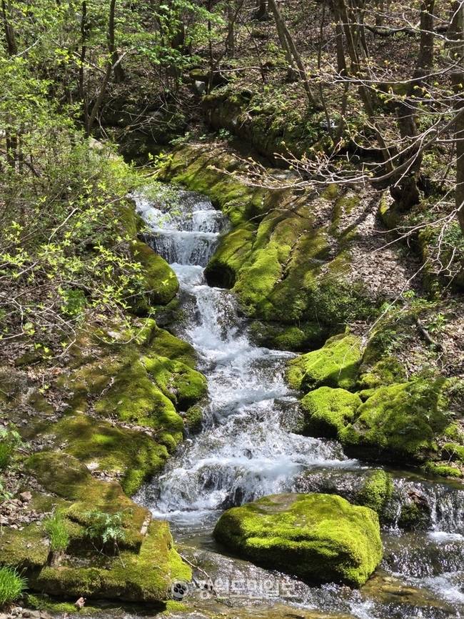 ▲ 해발 1000m 이상의 국내 최 고원지대에 형성된 삼수동 등 태백 북부권이 용연동굴·산림치유·풍력발전 등 고지대의 장점을 활용한 산악관광의 중심지로 도약하고 있다. 한강 발원지 창죽동 검룡소 모습. 전인수
