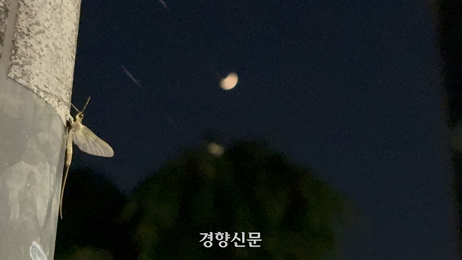 지난달 30일 저녁 서울 성수동 뚝도시장 인근 기둥에 동양하루살이 아성충이 붙어 있다. 오경민 기자