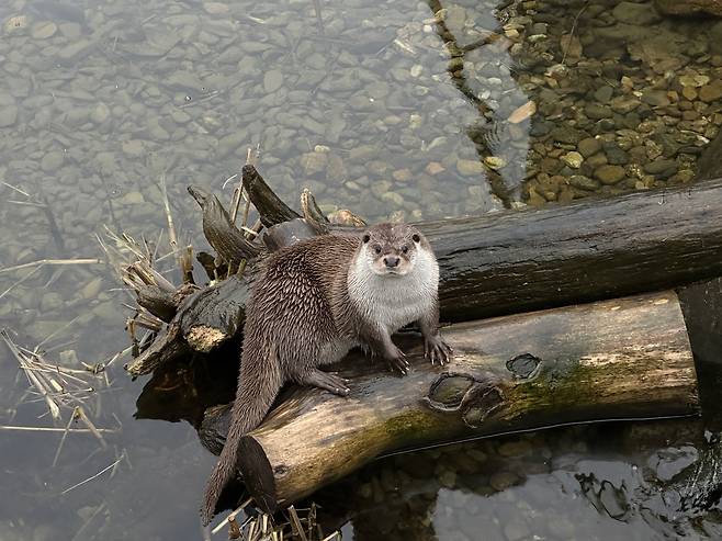 수달[국립생태원 제공]