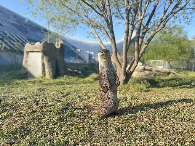 수달[국립생태원 제공]